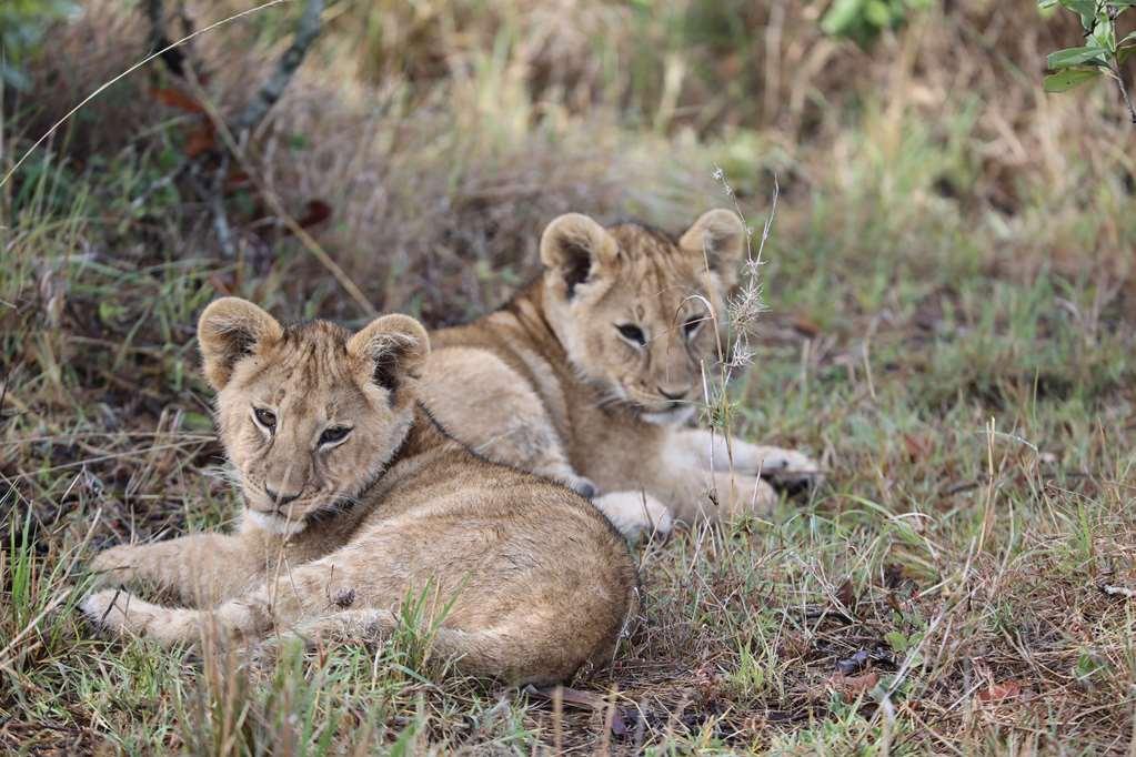 Royal Mara Safari Lodge Aitong Servicios foto