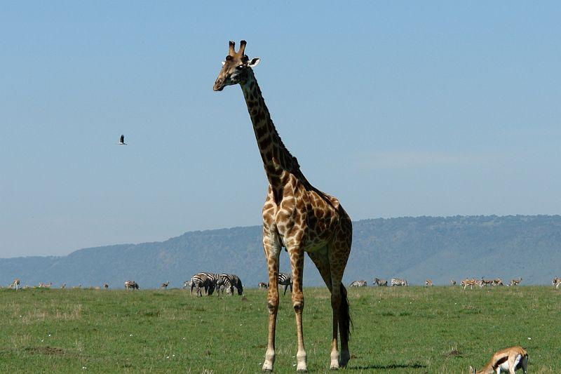Royal Mara Safari Lodge Aitong Exterior foto