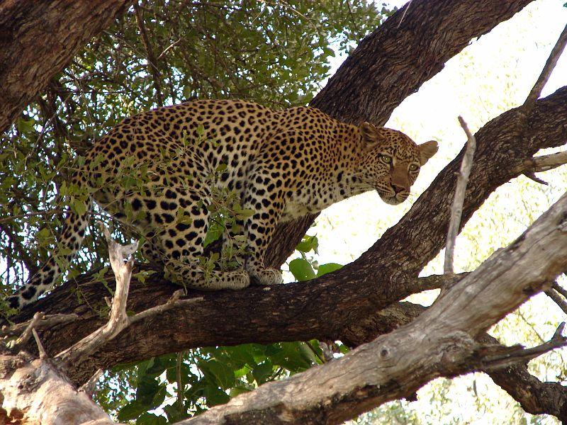 Royal Mara Safari Lodge Aitong Exterior foto